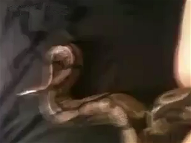 慎入!蟒蛇女后入!