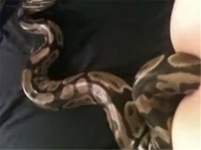 慎入!蟒蛇女后入!