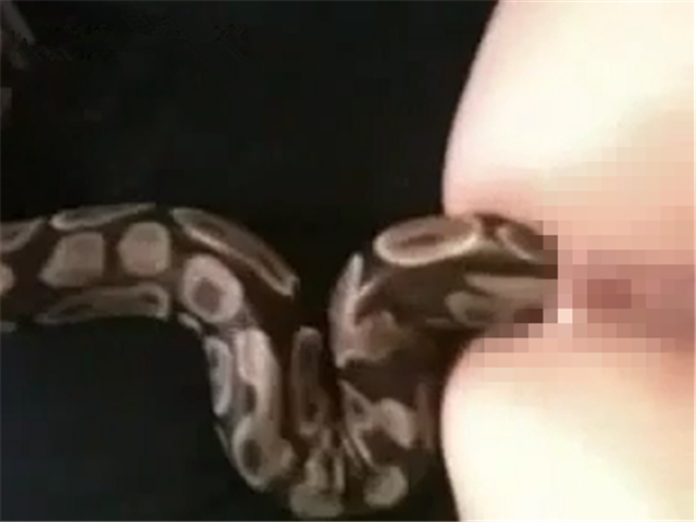 慎入!蟒蛇女后入!