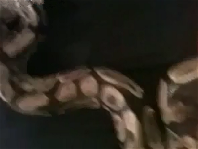 慎入!蟒蛇女后入!